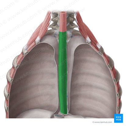 Porción torácica del esófago (Pars thoracica oesophagi); Imagen: Yousun Koh
