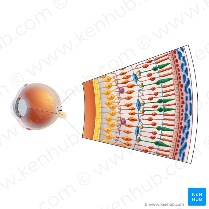 Cone (Neuron coniferum); Imagem: Irina Münstermann