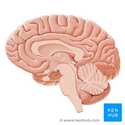 Anatomy of the brain - sagittal view