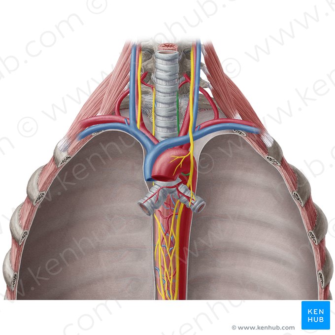 Nervo laríngeo recorrente esquerdo (Nervus laryngeus recurrens sinister); Imagem: Yousun Koh
