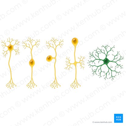 Neurona anaxónica (Neuron anaxonicum); Imagen: Paul Kim