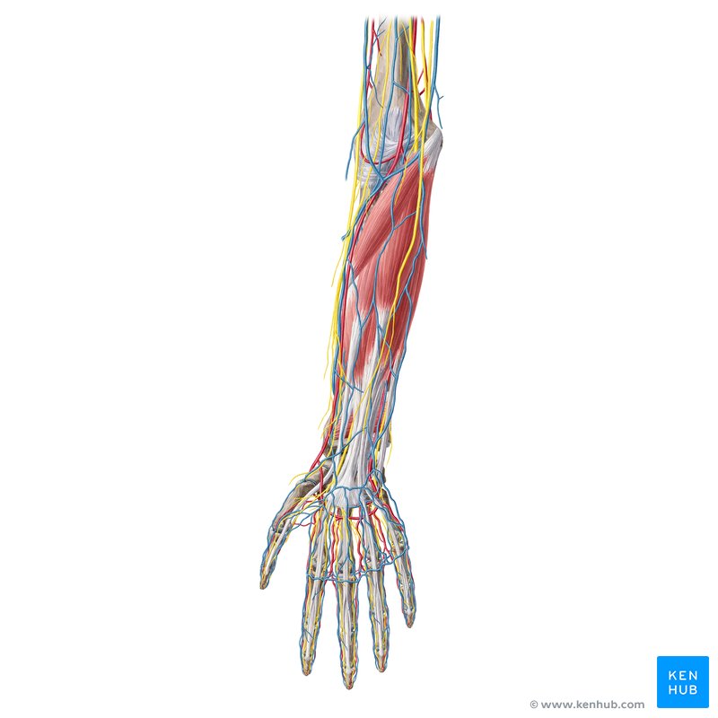 Muscles et neurovasculature de l'avant-bras et de la main