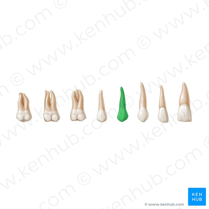 Primeiro pré-molar (Dentis premolaris 1); Imagem: Paul Kim