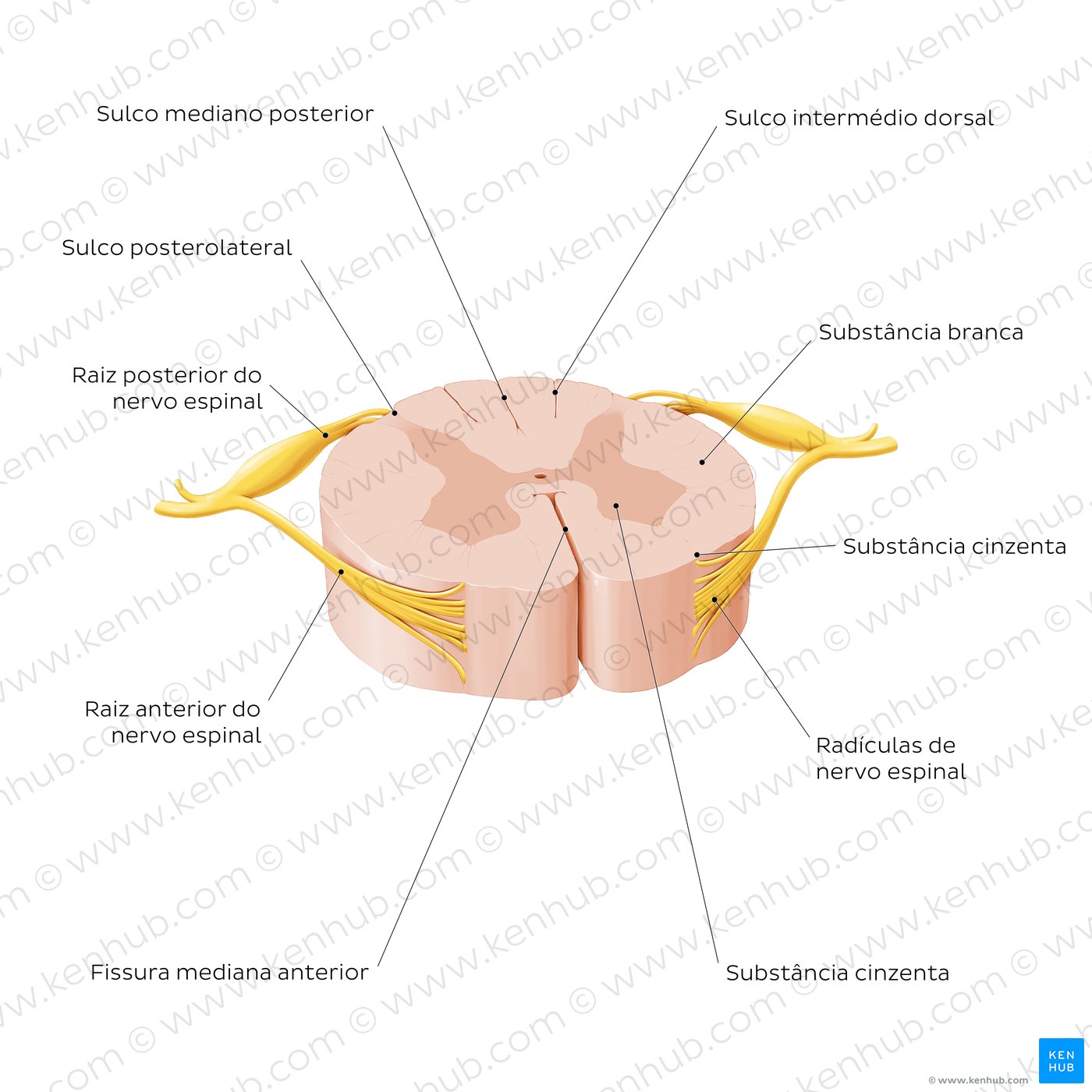Superfície externa da medula espinal