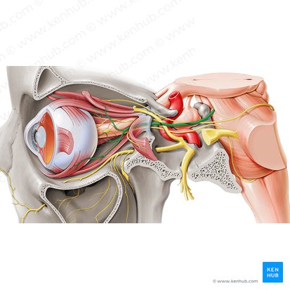 Oculomotor nerve (Nervus oculomotorius); Image: Paul Kim