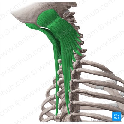 Musculus semispinalis capitis (Halbdornmuskel des Kopfs); Bild: Yousun Koh