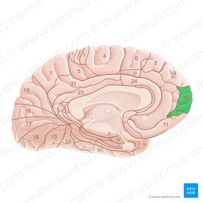 Brodmann area 10 (Area Brodmann 10); Image: Paul Kim