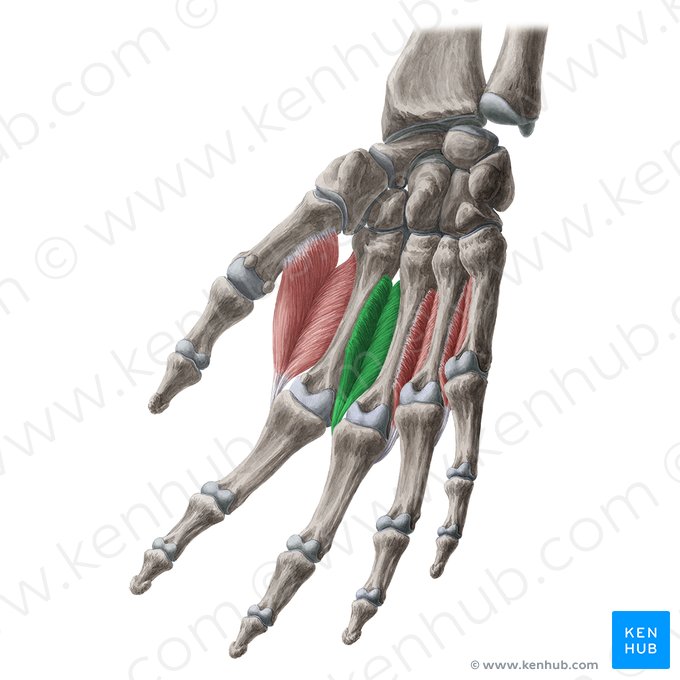 2° músculo interósseo dorsal (Musculus interosseus dorsalis 2 manus); Imagem: Yousun Koh