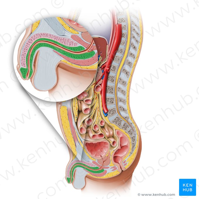 Corpus spongiosum penis (Schwammkörper des Penis); Bild: Paul Kim
