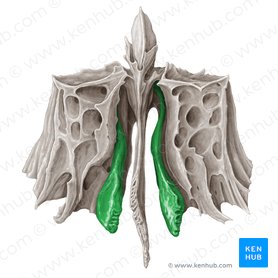 Cornete nasal medio del hueso etmoides (Concha media nasi ossis ethmoidalis); Imagen: Samantha Zimmerman