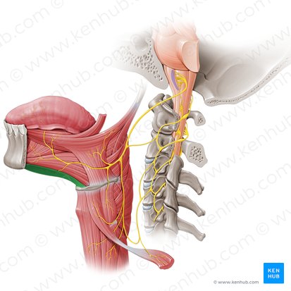 Musculus geniohyoideus (Kinn-Zungenbein-Muskel); Bild: Paul Kim