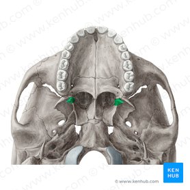 Hâmulo pterigóideo do osso esfenoide (Hamulus pterygoideus ossis sphenoidalis); Imagem: Yousun Koh