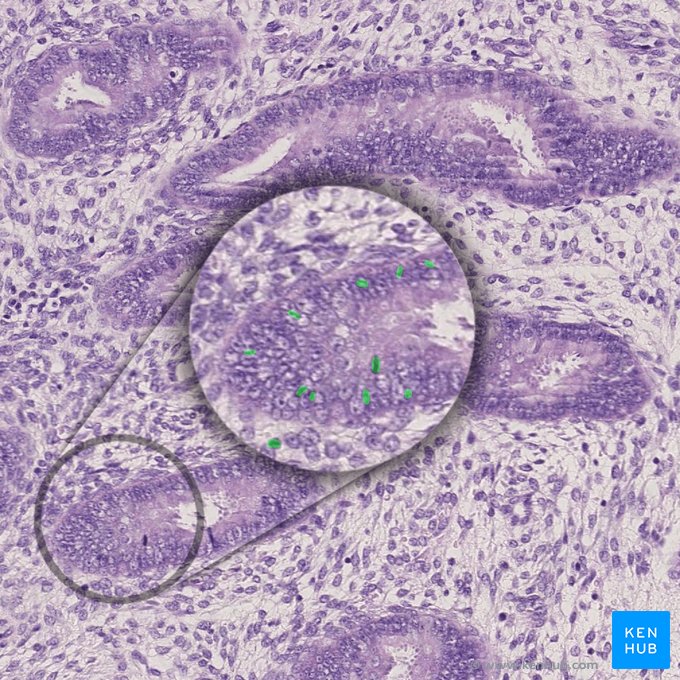 Mitosis of the epithelial cells; Image: 