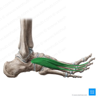 Músculo extensor corto de los dedos (Musculus extensor digitorum brevis); Imagen: Liene Znotina