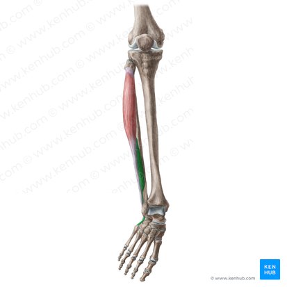 Músculo fibular corto (Musculus fibularis brevis); Imagen: Liene Znotina