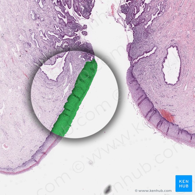 Epithelium stratificatum squamosum non cornificatum (Mehrschichtig unverhorntes Plattenepithel); Bild: 