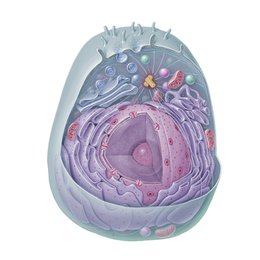 Eukaryotic cell