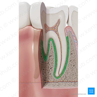 Periodontal ligament (Ligamentum periodontale); Image: Paul Kim