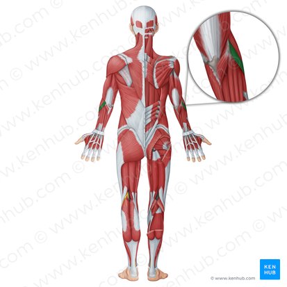 Músculo extensor radial longo do carpo (Musculus extensor carpi radialis longus); Imagem: Irina Münstermann