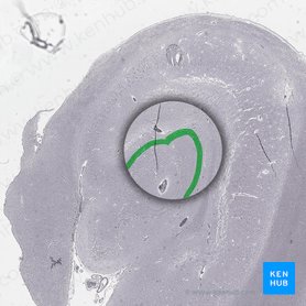 Capa granular del hipocampo; Imagen: 