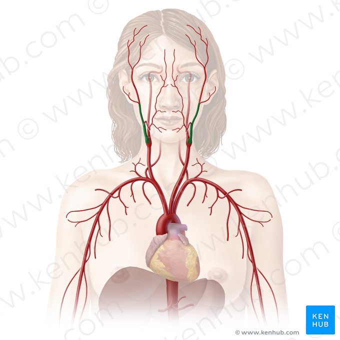 External carotid artery (Arteria carotis externa); Image: Begoña Rodriguez