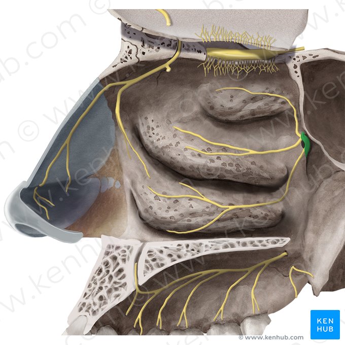 Gânglio pterigopalatino (Ganglion pterygopalatinum); Imagem: Begoña Rodriguez