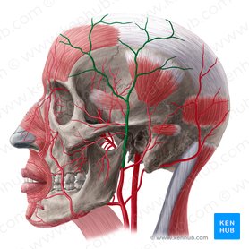 Superficial temporal artery (Arteria temporalis superficialis); Image: Yousun Koh