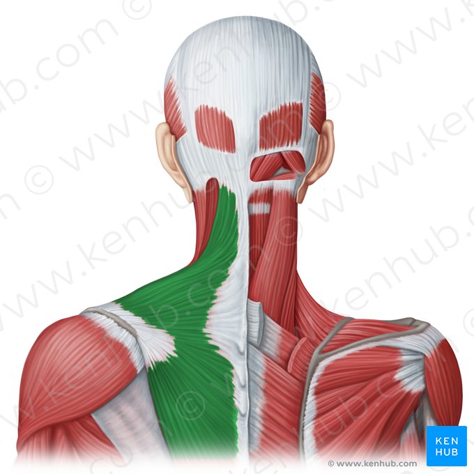 Trapezius muscle (Musculus trapezius); Image: Irina Münstermann