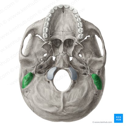 Mastoid process of temporal bone (Processus mastoideus ossis temporalis); Image: Yousun Koh