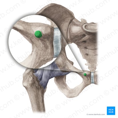 Pubic tubercle (Tuberculum pubicum); Image: Liene Znotina