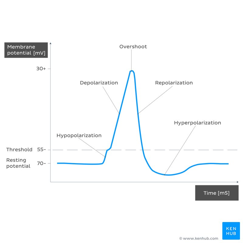 Action Potential Definition Steps Phases Kenhub