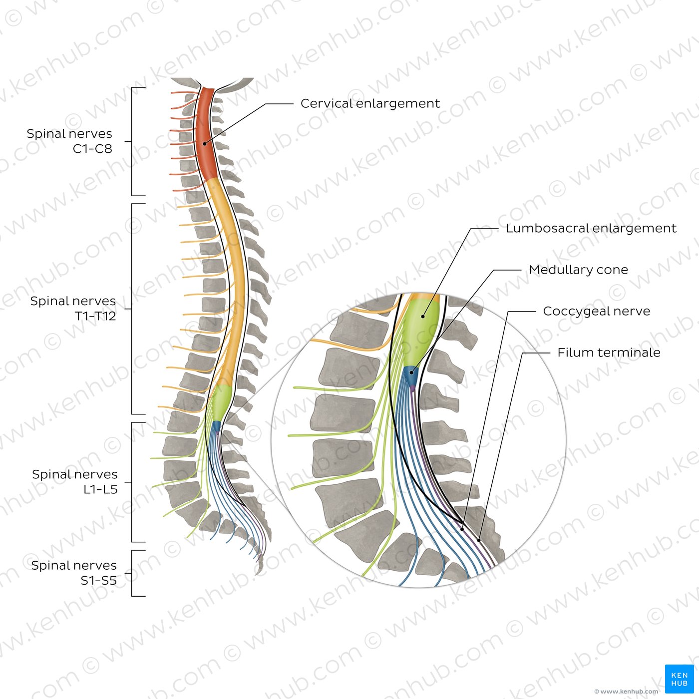 Vertebral column and spinal nerves