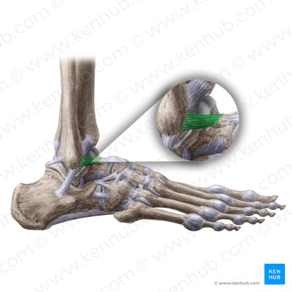 Ligamento talofibular anterior (Ligamentum talofibulare anterius); Imagen: Liene Znotina