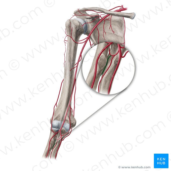 Artéria interóssea posterior (Arteria interossea posterior); Imagem: Yousun Koh