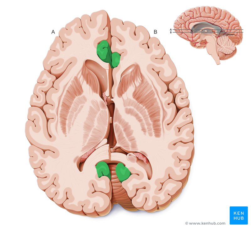 This figure shows the horizontal section of the breast in the top