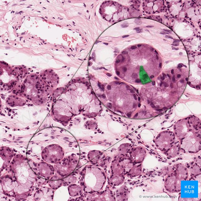 Cellule acineuse séreuse (Serocytus); Image : 