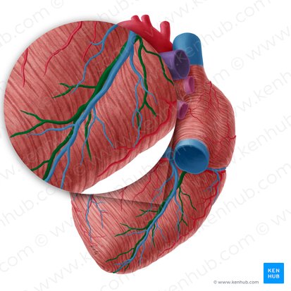 Inferior interventricular artery (Arteria interventricularis inferior); Image: Yousun Koh