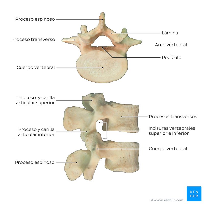 Vértebras lumbares de un cadáver humano