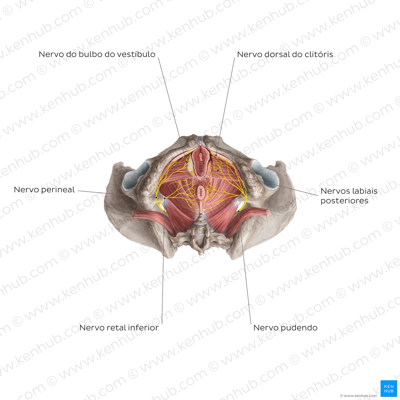 Nerves of the clitoris