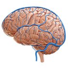 Superficial veins of the brain