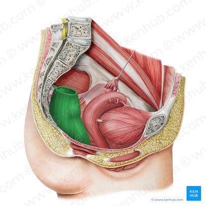 Rectum; Image: Irina Münstermann