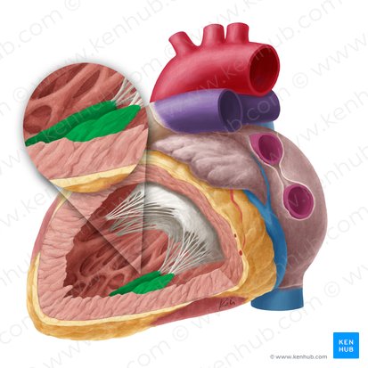 Musculus papillaris inferior ventriculi sinistri (Hinterer Papillarmuskel der linken Herzkammer); Bild: Yousun Koh