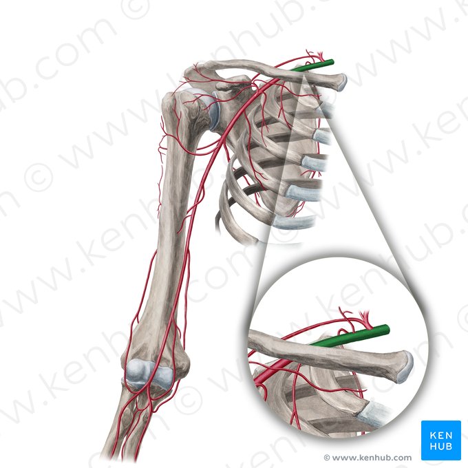 Arteria subclavia (Unterschlüsselbeinarterie); Bild: Yousun Koh