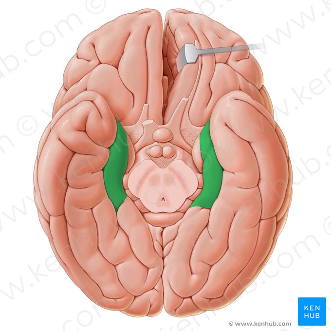 Gyrus parahippocampalis (Parahippocampale Windung); Bild: Paul Kim