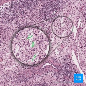 Types of tissue: Structure and function | Kenhub