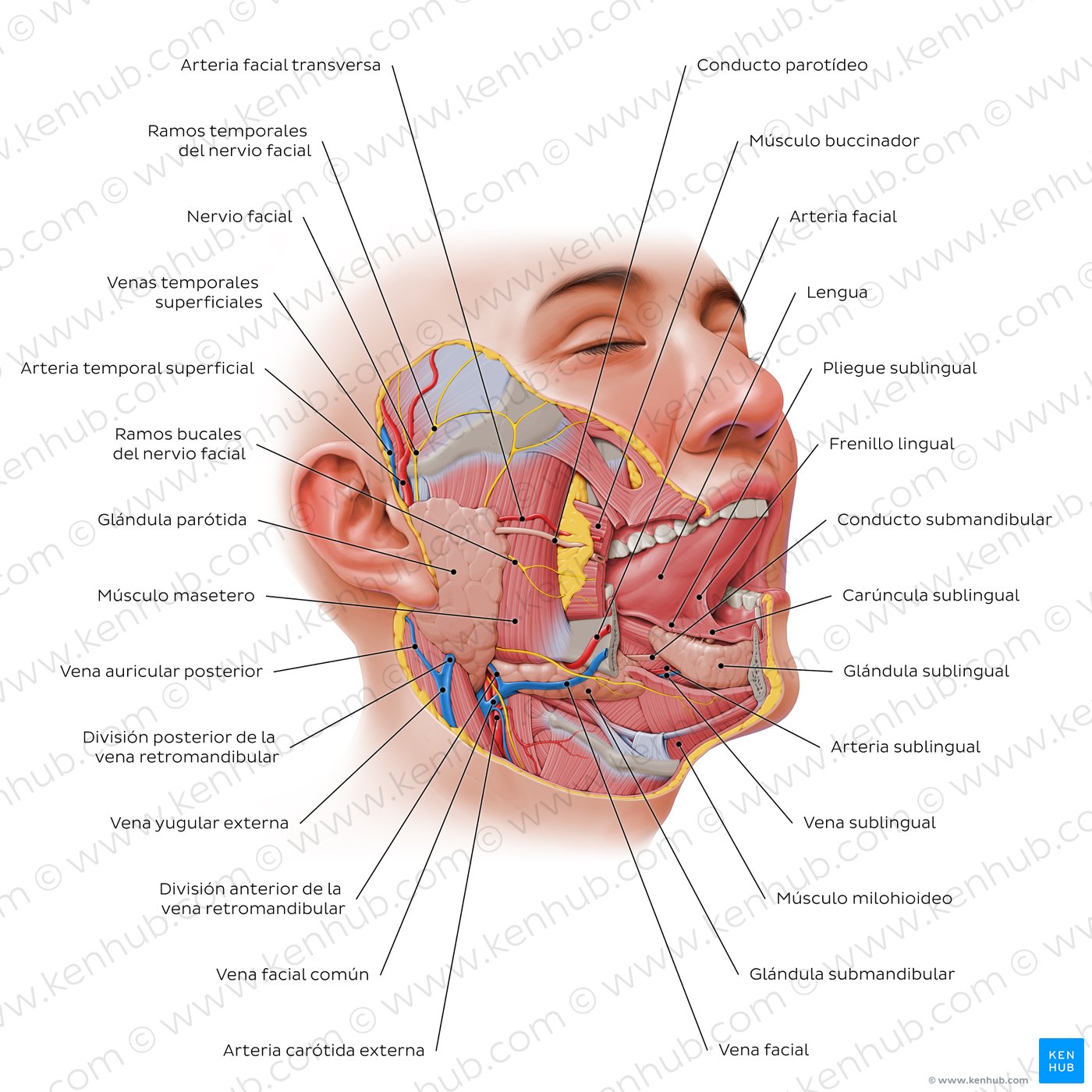 Visión general de la glándulas salivales