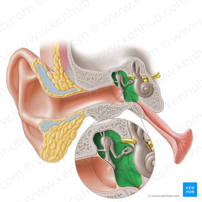 Tympanic cavity (Cavitas tympani); Image: Paul Kim