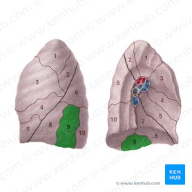 Segmento basilar lateral do pulmão esquerdo (Segmentum basale laterale pulmonis sinistri); Imagem: Paul Kim
