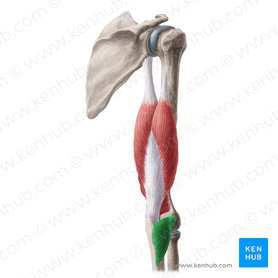 Musculus anconeus (Knorrenmuskel); Bild: Yousun Koh