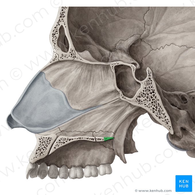 Espinha nasal posterior do osso palatino (Spina nasalis posterior ossis palatini); Imagem: Yousun Koh